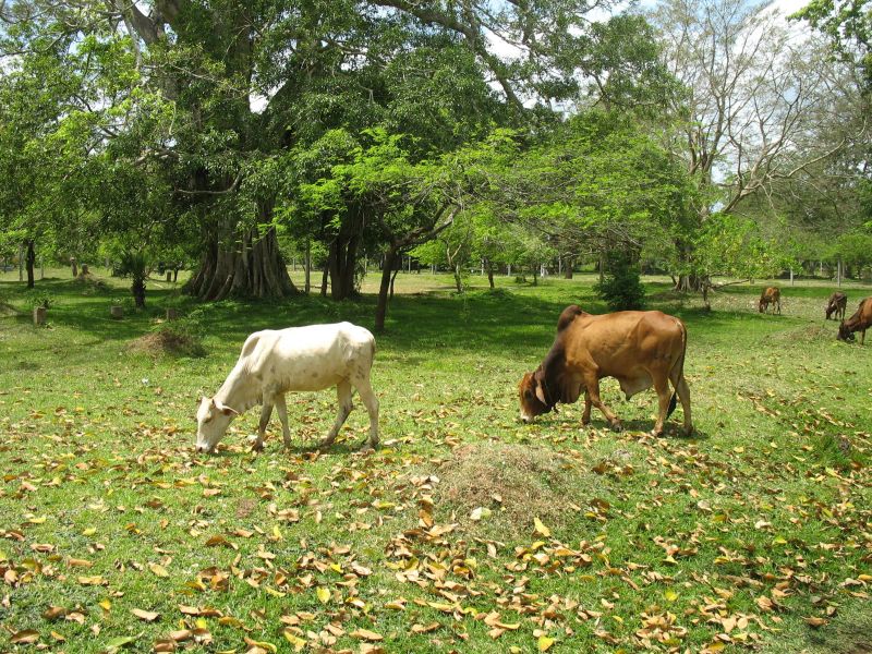 Photo du Sri-Lanka