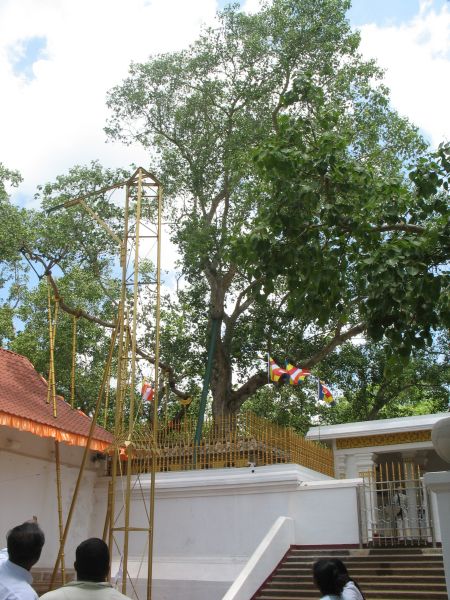 Photo du Sri-Lanka