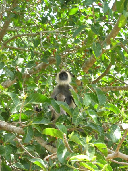 Photo du Sri-Lanka