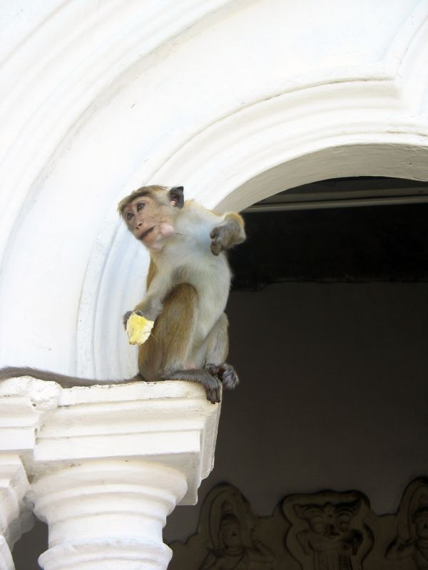 Photo du Sri-Lanka