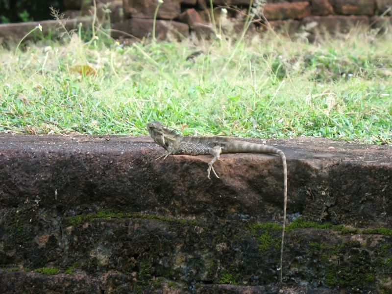 Photo du Sri-Lanka