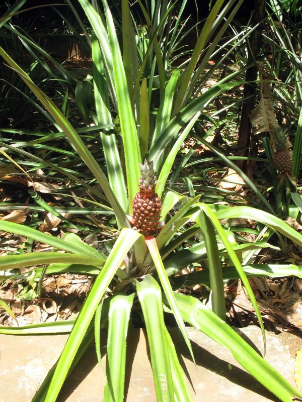 Photo du Sri-Lanka