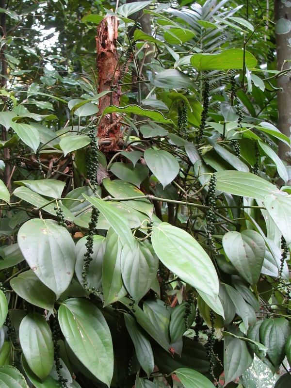 Photo du Sri-Lanka