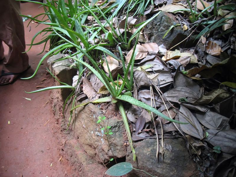 Photo du Sri-Lanka
