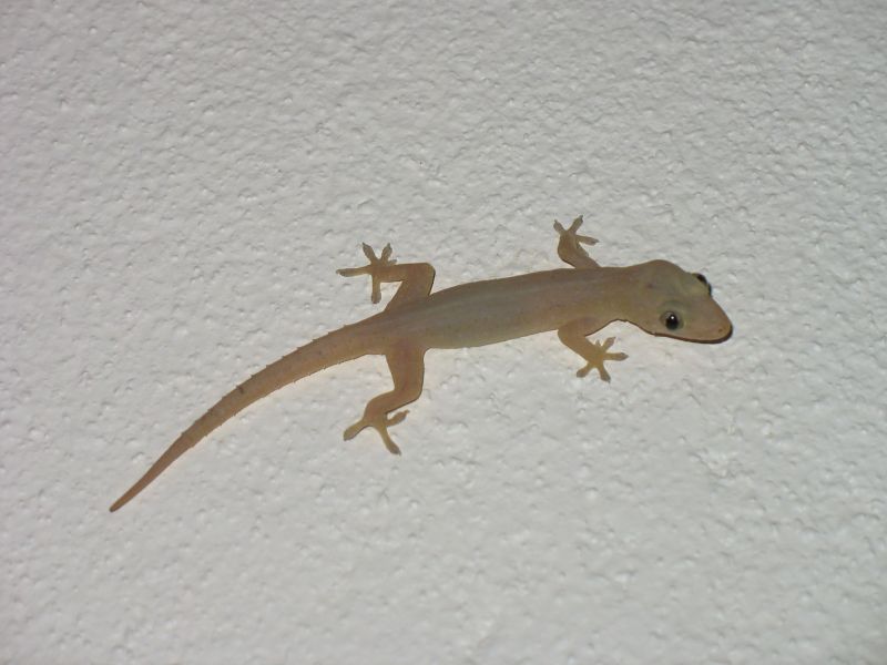 Photo du Sri-Lanka