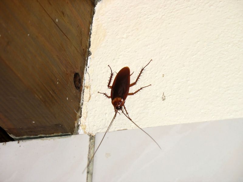 Photo du Sri-Lanka