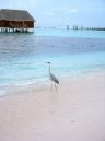 Photo des Maldives
