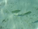 Photo des Maldives