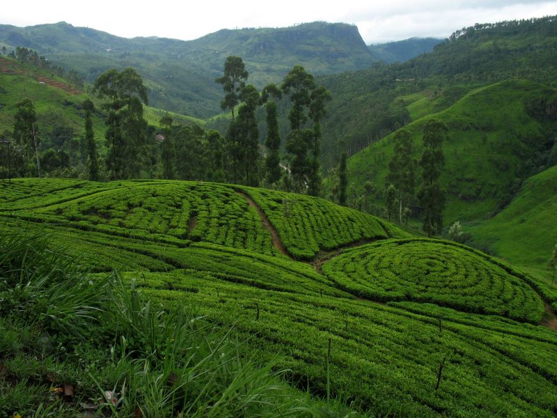 Photo du Sri-Lanka