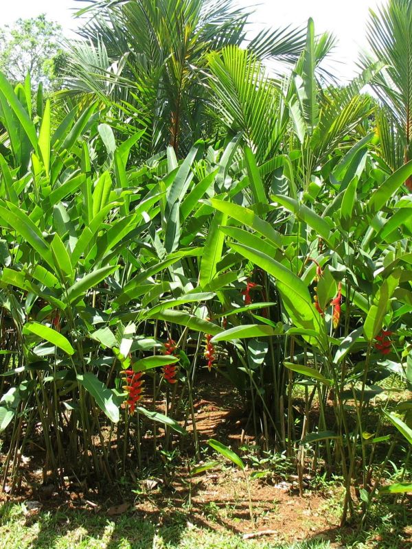 Photo du Sri-Lanka
