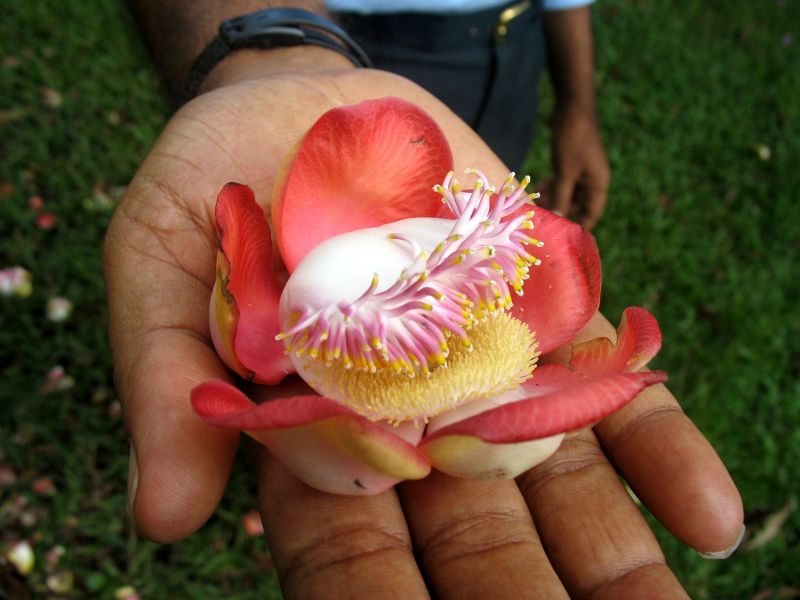 Photo du Sri-Lanka