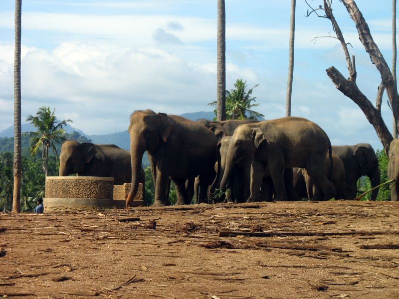 Photo du Sri-Lanka