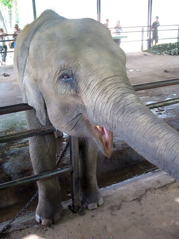 Photo du Sri-Lanka